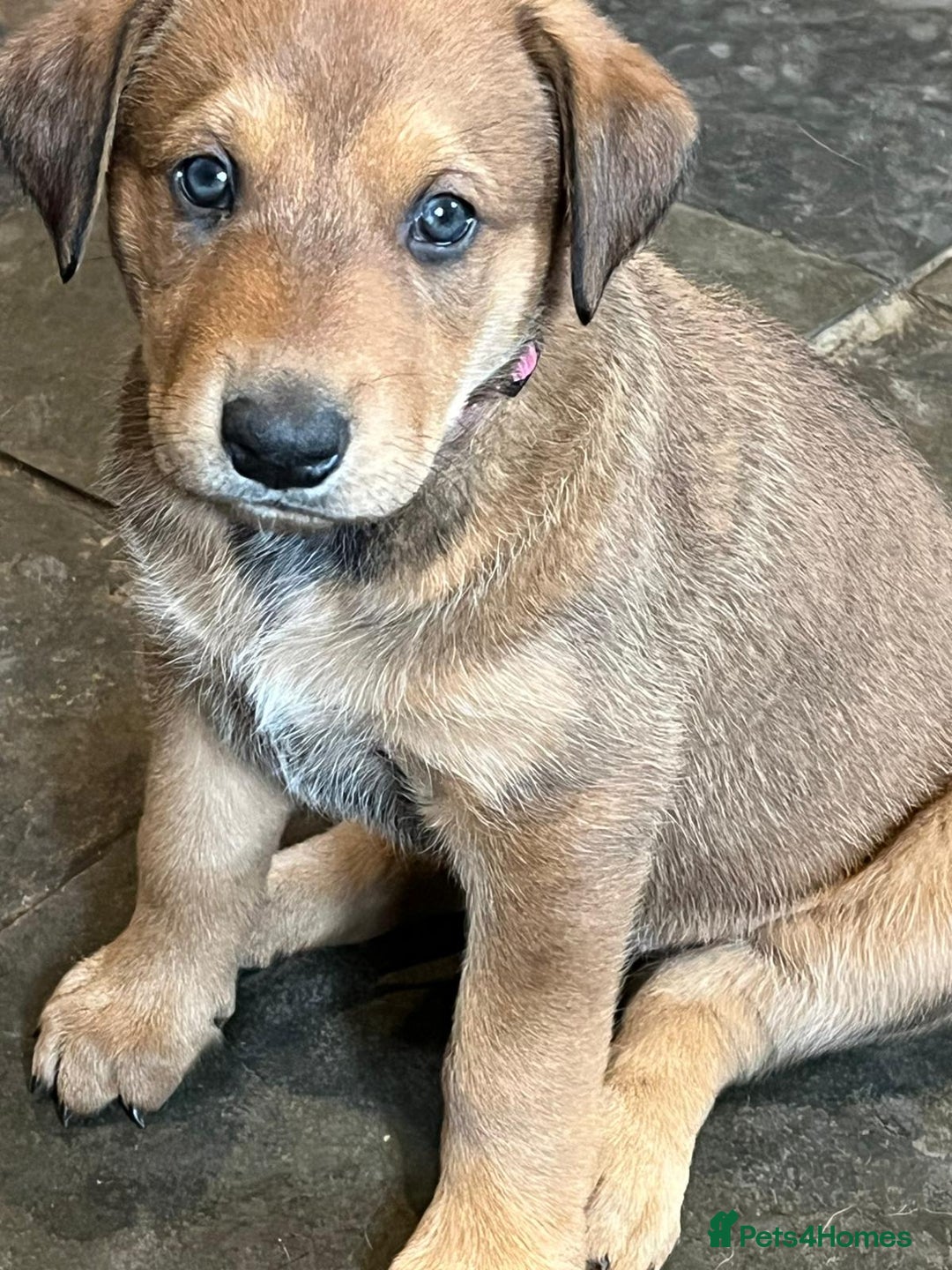 Mixed Breed dogs for sale: Belgian Malinois X Dobermann in Cheltenham - Image 25