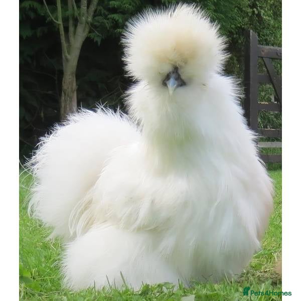 Chickens poultry Bantam Silkies - Advert 2