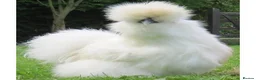 Chickens poultry for sale: Bantam Silkies - Advert 2