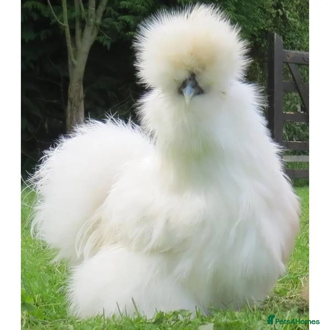 Chickens poultry for sale: Bantam Silkies - Advert 2