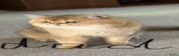 Scottish Fold cats for sale: ADORABLE SCOTISH FOLD KITTENS - Advert 9