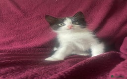 Mixed Breed cats for sale: One boy kitten - Image 6