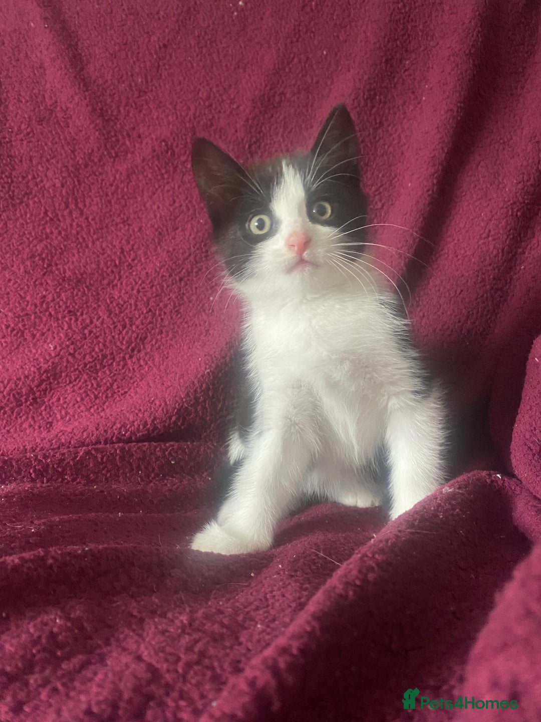 Mixed Breed cats for sale: One boy kitten - Image 6