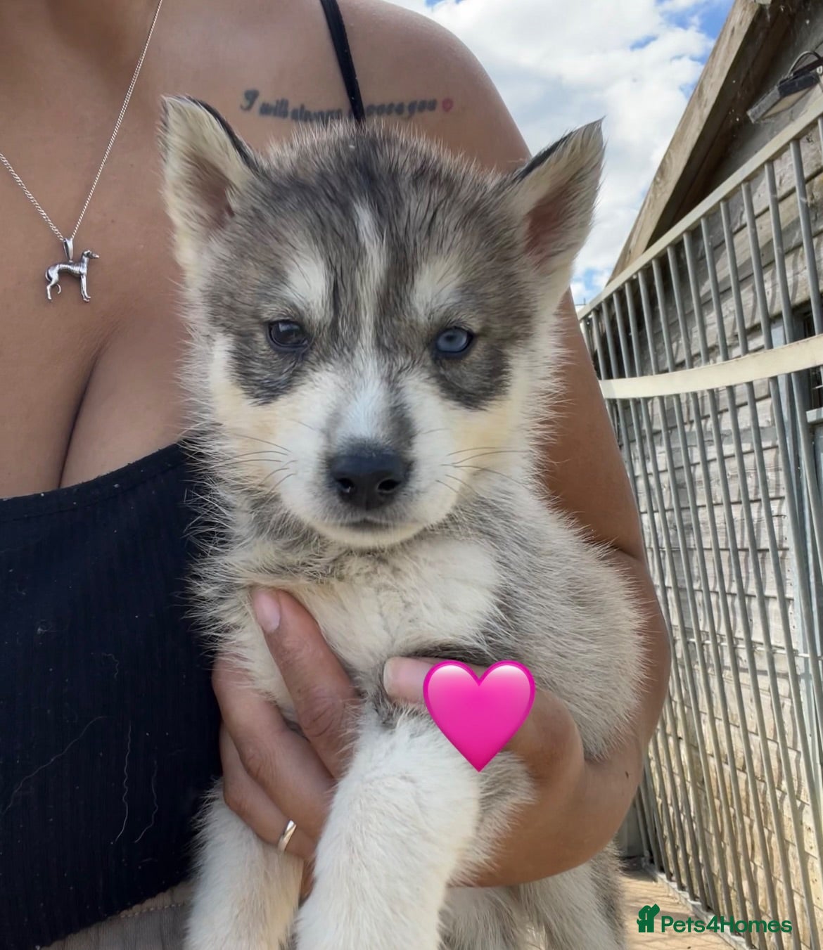 Siberian Husky dogs Outstanding KC Registered Puppies - Advert 3