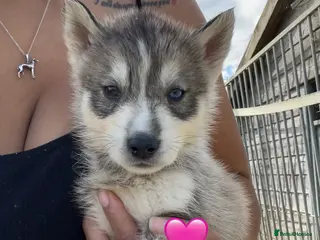 Siberian Husky dogs Outstanding KC Registered Puppies - Advert 3