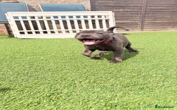 Staffordshire Bull Terrier dogs for sale: Stunning Staffordshire Bull Terrier pups   in Farnborough - Image 13