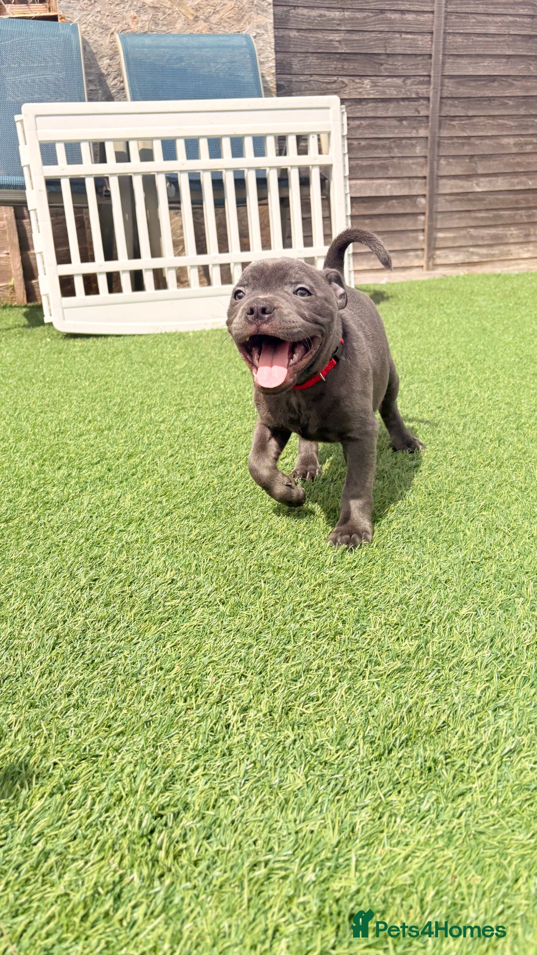 Staffordshire Bull Terrier dogs for sale: Stunning Staffordshire Bull Terrier pups   in Farnborough - Image 13