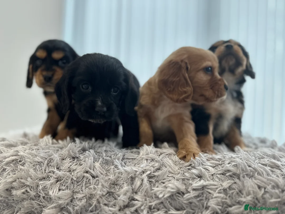 Cockalier dogs for sale: Cocker Spaniel Cavalier King Charles Puppy puppies - Advert 11