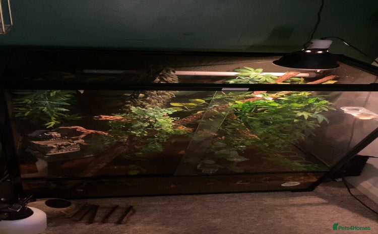 Gecko reptiles - Advert 1