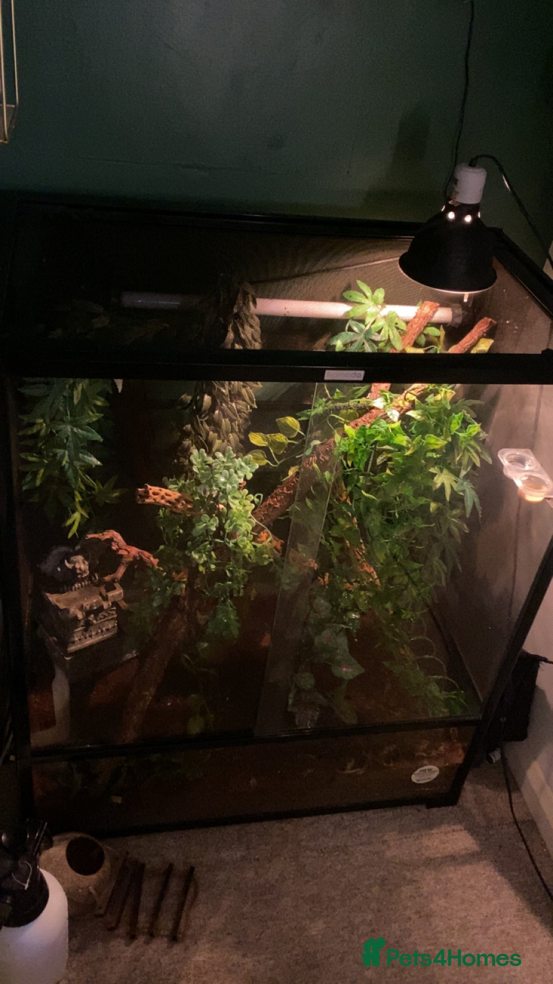 Gecko reptiles for sale: Tuko the crested gecko - Image 1