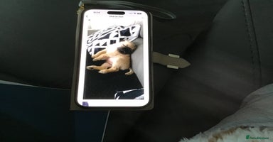 Mixed Breed dogs - Advert 5