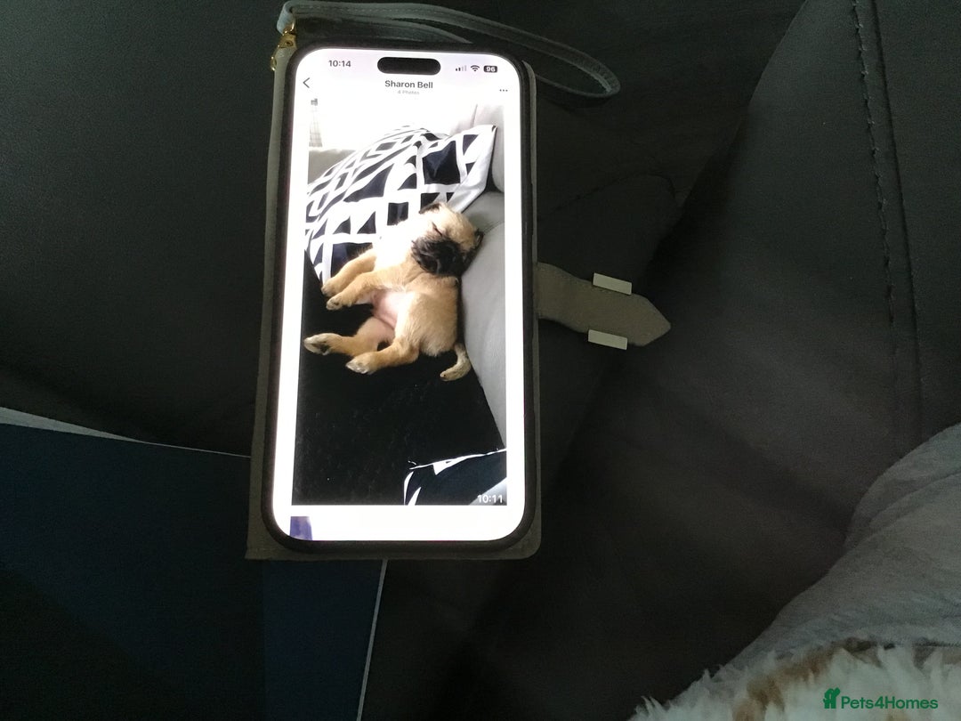 Mixed Breed dogs for sale: Reluctantly For Sale. - Image 4