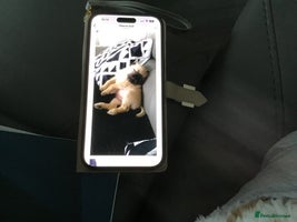 Mixed Breed dogs - Advert 5