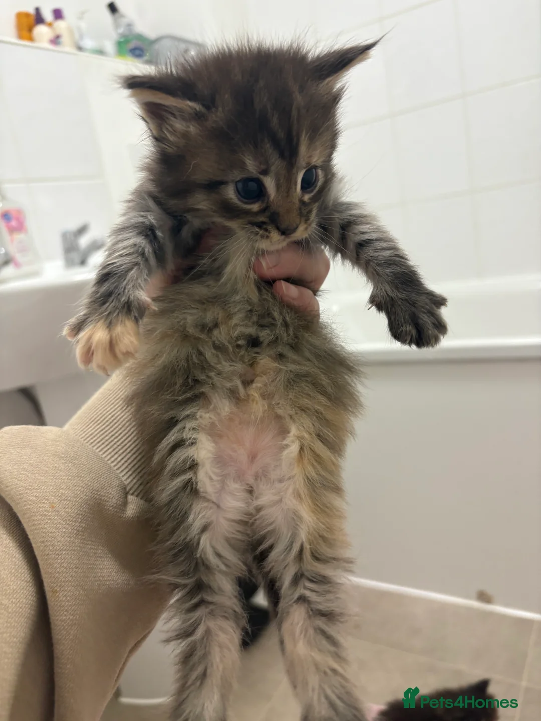 Maine Coon cats for sale: TICA registered Maine coon kittens - Advert 16