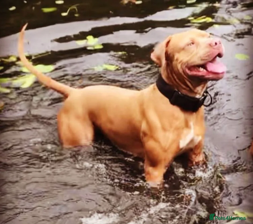 American Bulldog dogs for sale: Gorgous American bulldog for sale - Advert 8