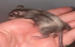 Mouse rodents for sale: Fancy mice 3 boys available  - Image 15