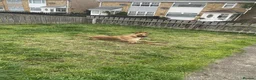 Mixed Breed dogs for sale: Ivor. - Advert 5