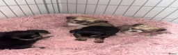 Mixed Breed dogs for sale: Tiny Malchi puppies - Advert 9