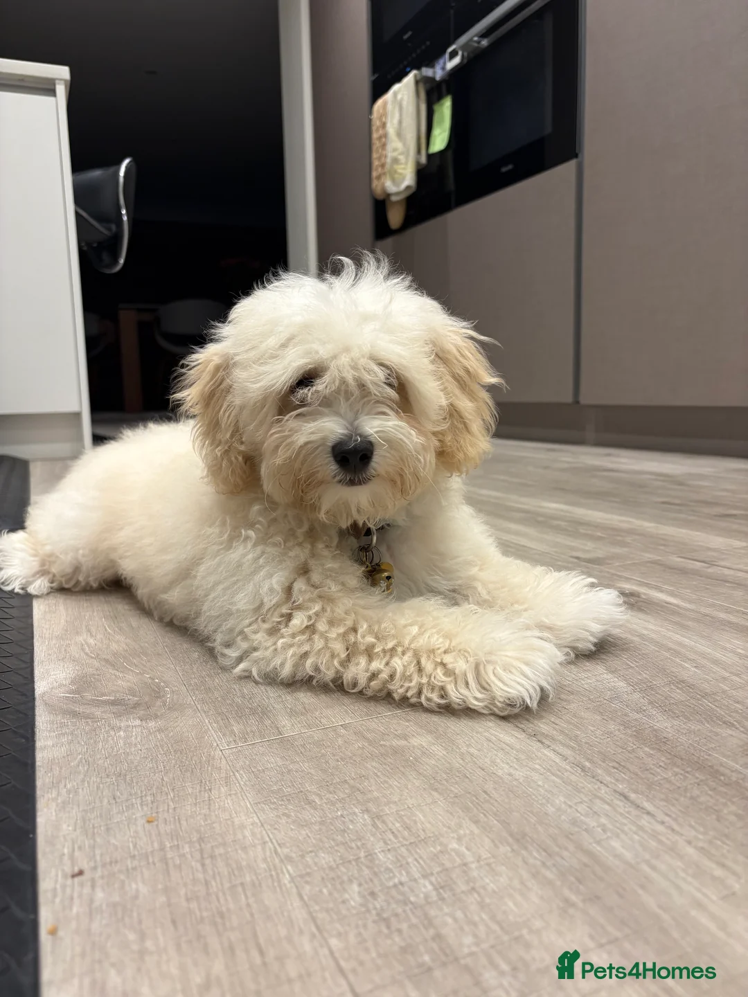 Maltipoo dogs for sale: New home for a Adorable Dog  - Advert 5