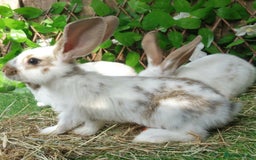 Continental Giant rabbits for sale: Giant Papillon Baby Boys  - Vaccinated - Reserve - Image 13