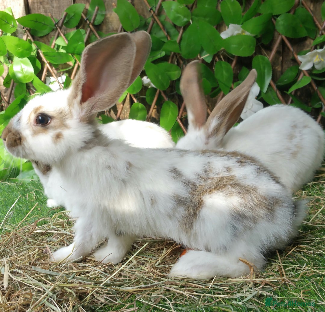 Continental Giant rabbits for sale: Giant Papillon Baby Boys  - Vaccinated - Reserve - Image 13