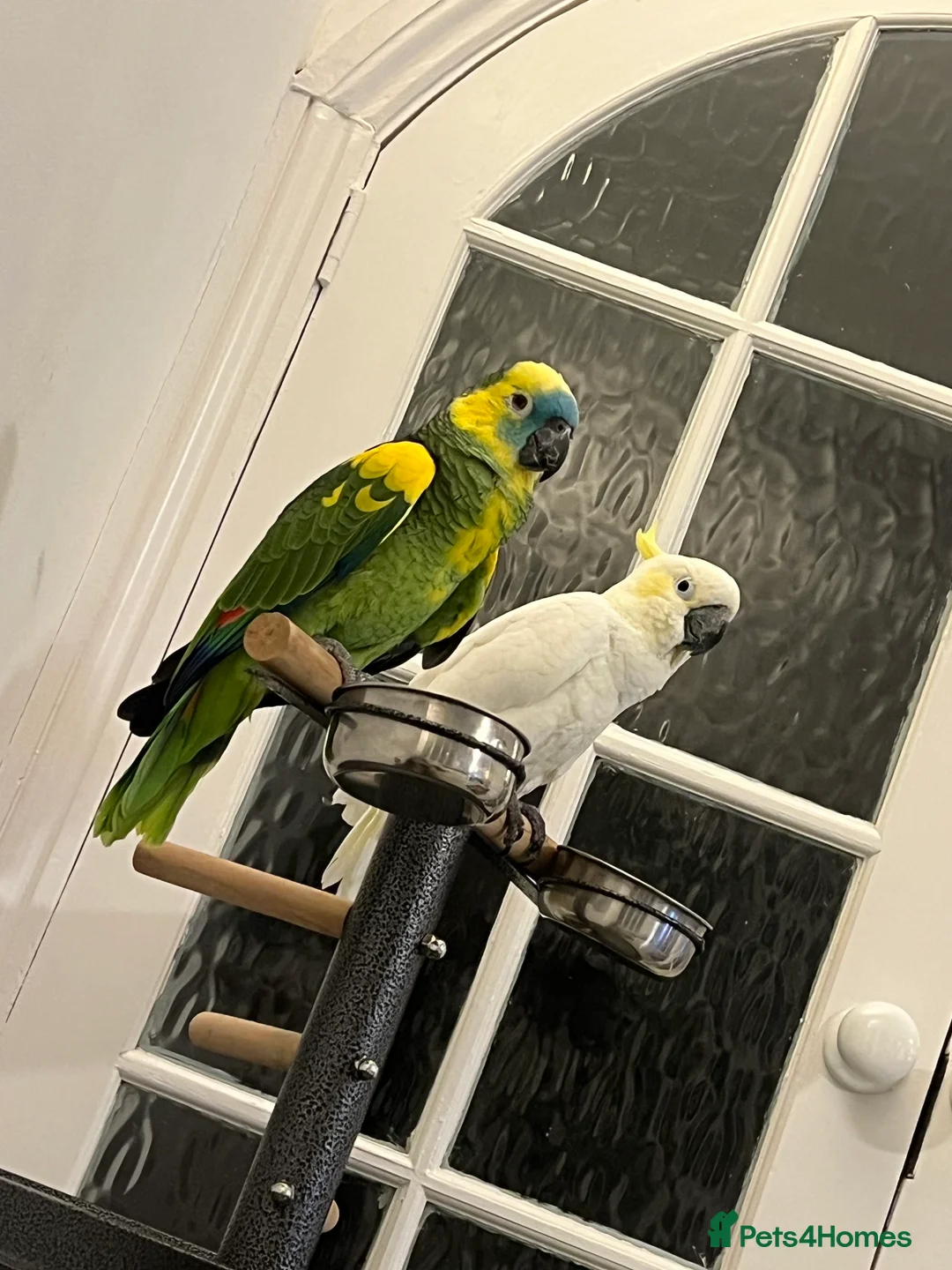 Other/Mixed Breed fish for sale: London  in Harrow - Advert 3