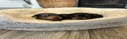 Miniature Dachshund dogs for sale: Miniature dachshund puppies - Advert 3