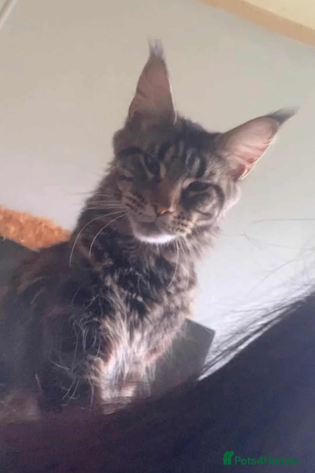 Maine Coon cats for sale: Maine coon kittens for sale  - Advert 2