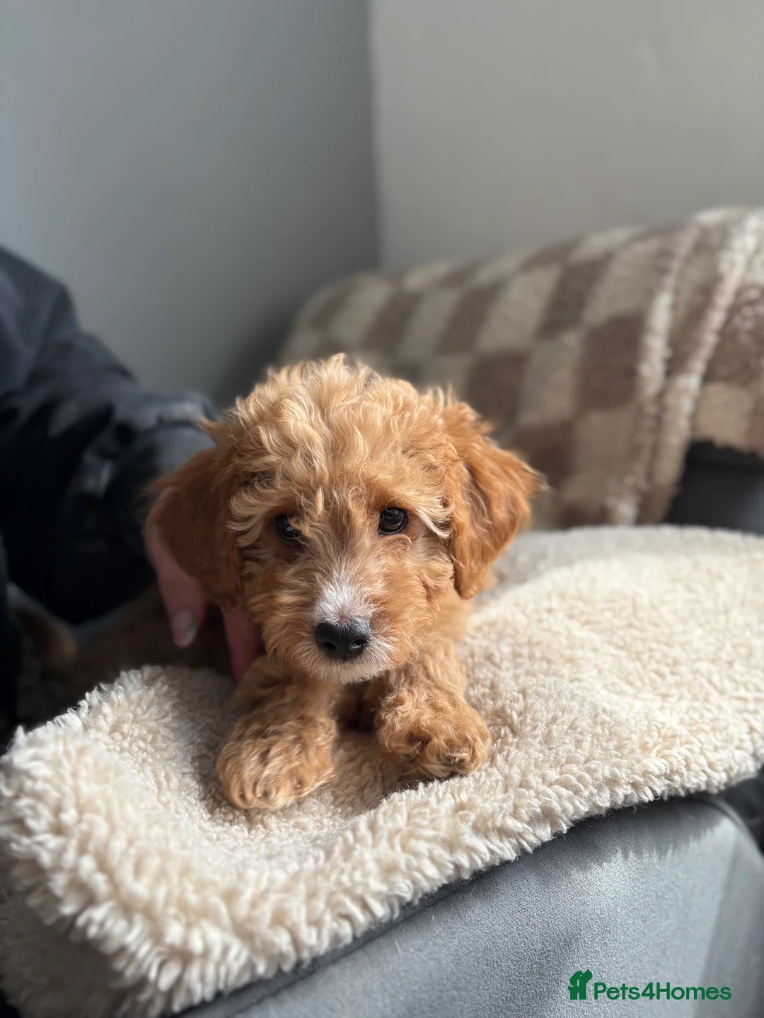 Cockapoo dogs for sale: READY TO LEAVE 9 Weeks Old F1B Cockapoo  - Advert 8