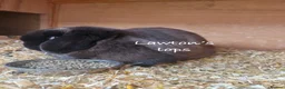 Mini Lop rabbits for sale: Mini lop Does - Advert 6