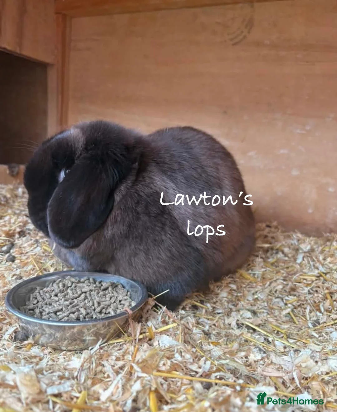 Mini Lop rabbits for sale: Mini lop Does - Advert 6
