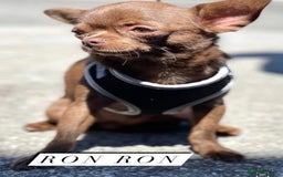 Chihuahua dogs for sale: 2 DWKC Chihuahua Boys - Image 5