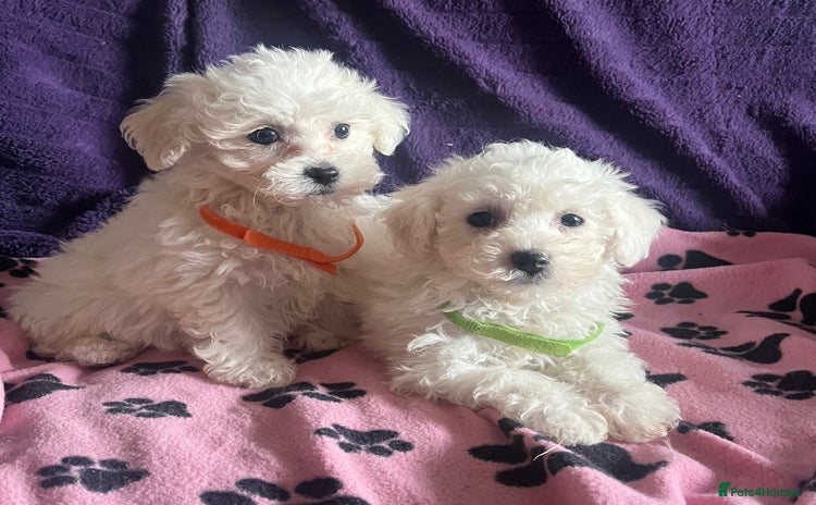 Bichon Frise dogs - Advert 2