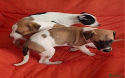Whippet dogs for sale: KC Particolour Whippet Puppies - Image 5