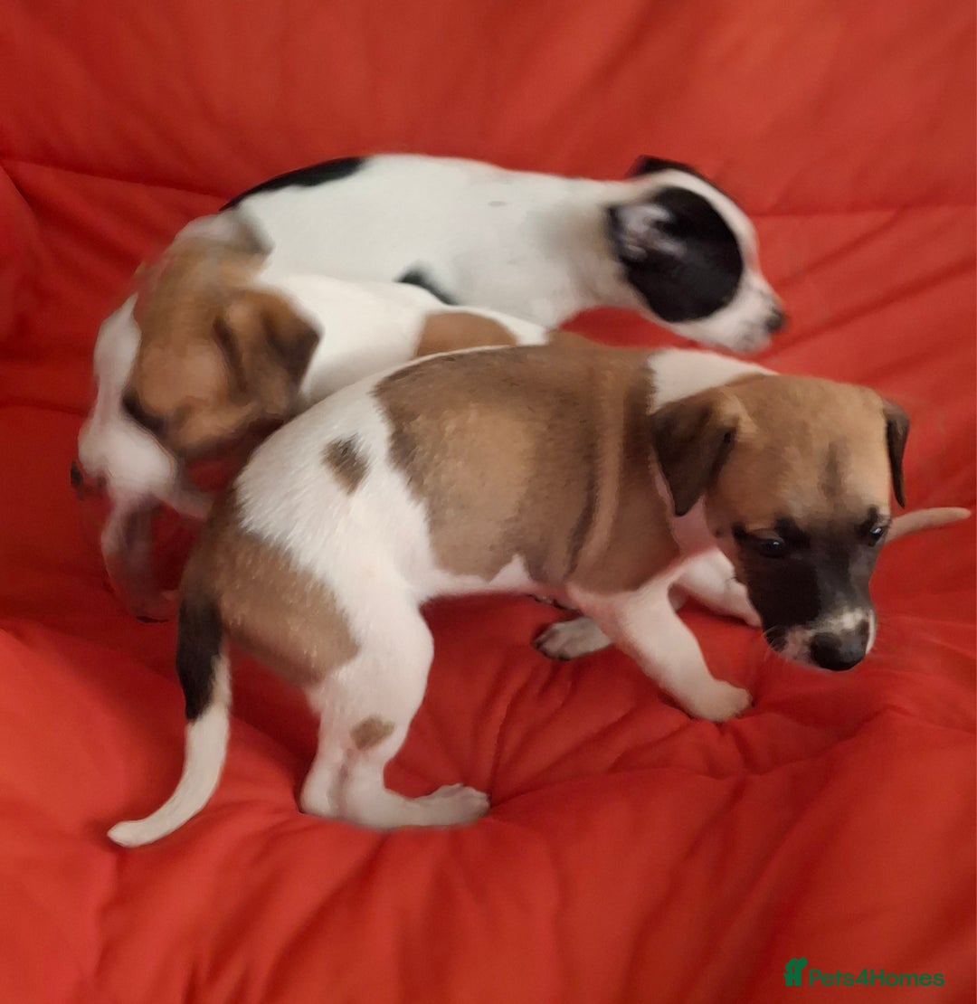 Whippet dogs for sale: KC Particolour Whippet Puppies - Image 5