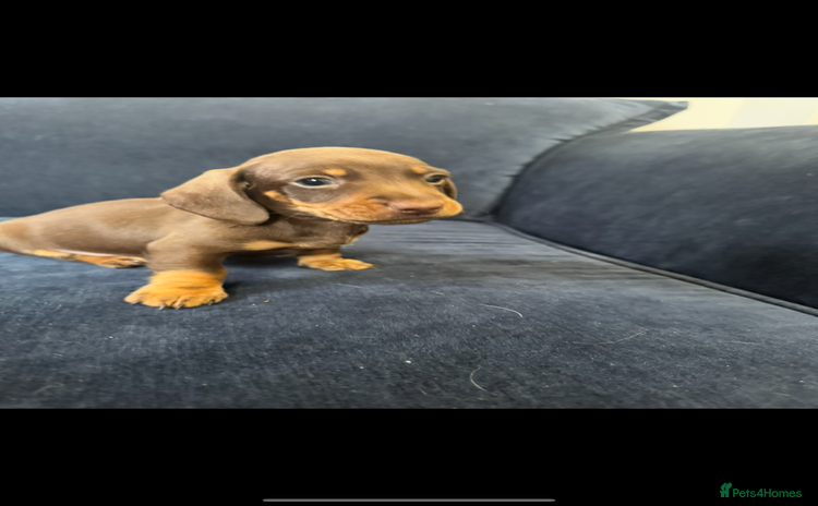 Miniature Dachshund dogs - Advert 10