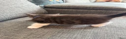 Maine Coon cats for sale: mainecoon kittens  - Advert 3