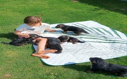 German Shepherd dogs for sale: Outstanding KC longhaired german shepherd puppies - Image 13