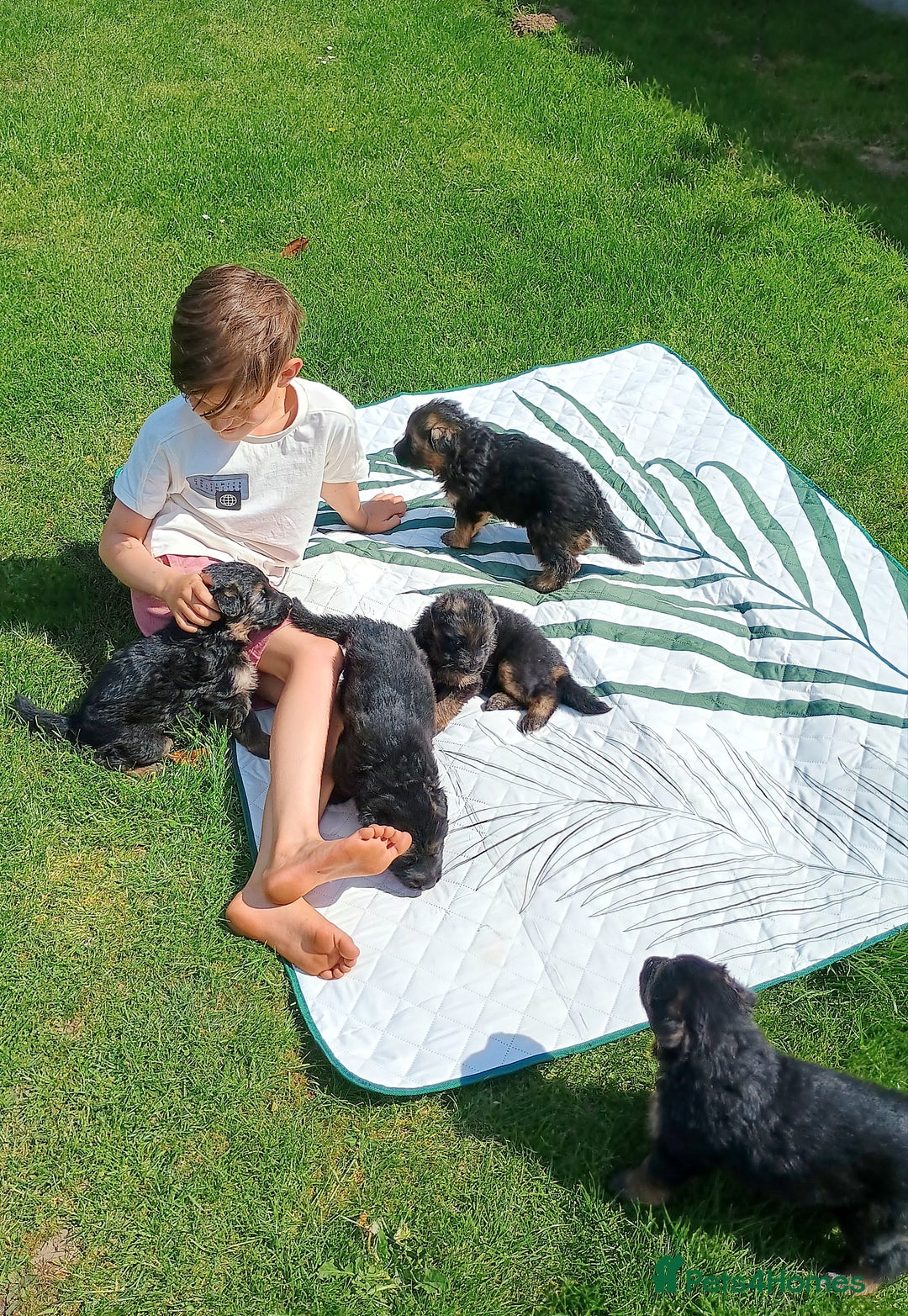 German Shepherd dogs for sale: Outstanding KC longhaired german shepherd puppies - Image 13