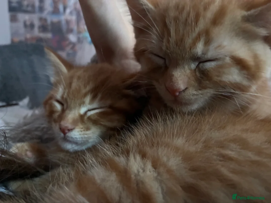 Mixed Breed cats for sale: Beautiful fluffy cuddly kittens for sale!!!  - Advert 17