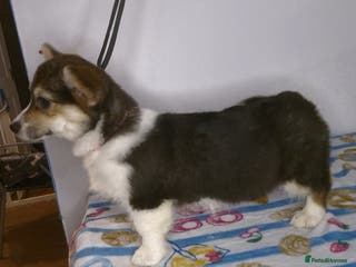 Welsh Corgi Pembroke dogs Kc reg Serbian lined last girl remaining - Advert 11