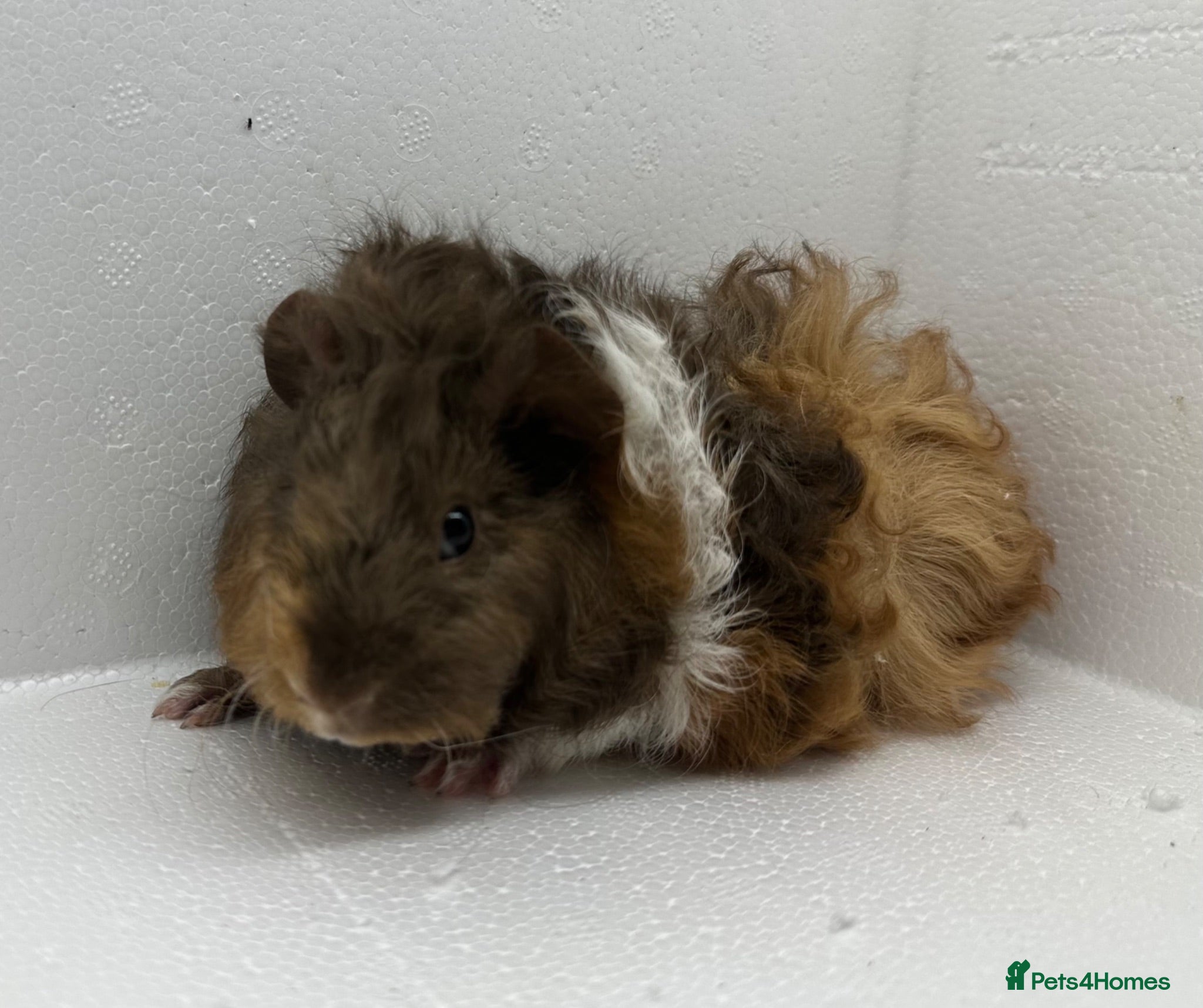 Guinea Pig rodents Stunning! Female & Male Baby Alpaca Guineapigs  - Advert 1