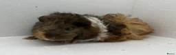 Guinea Pig rodents for sale: Stunning! Female & Male Baby Alpaca Guineapigs  - Advert 1