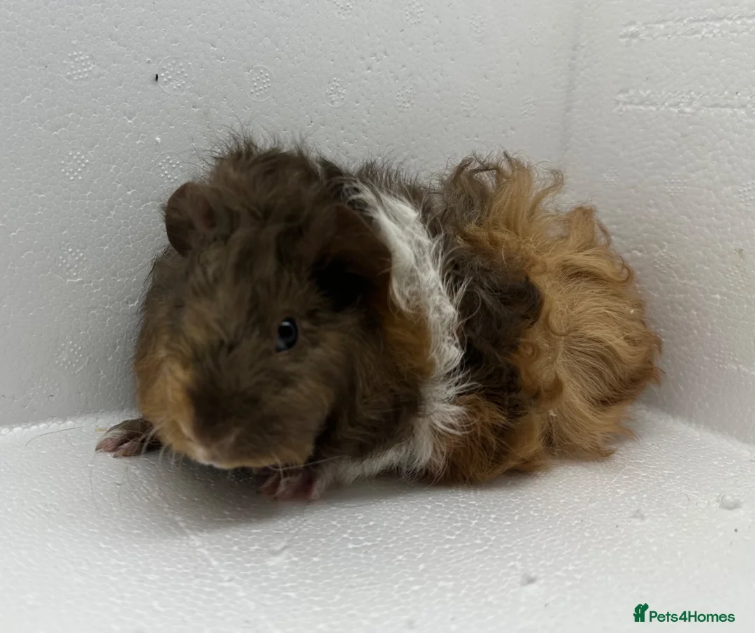 Guinea Pig rodents for sale: Stunning! Female & Male Baby Alpaca Guineapigs  - Advert 1