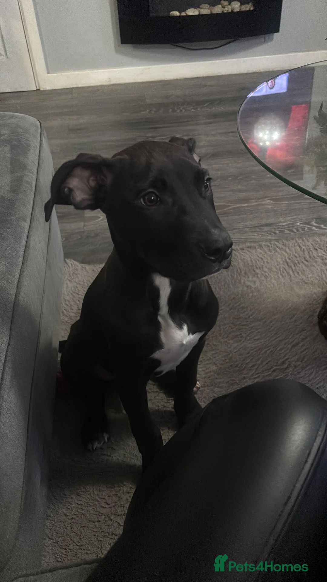 Mixed Breed dogs for sale: Staff x American bulldog puppy  - Advert 6