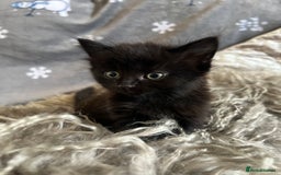 Mixed Breed cats for sale: Kittens  - Image 6