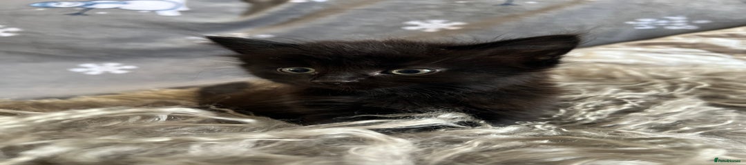 Mixed Breed Kitten 5