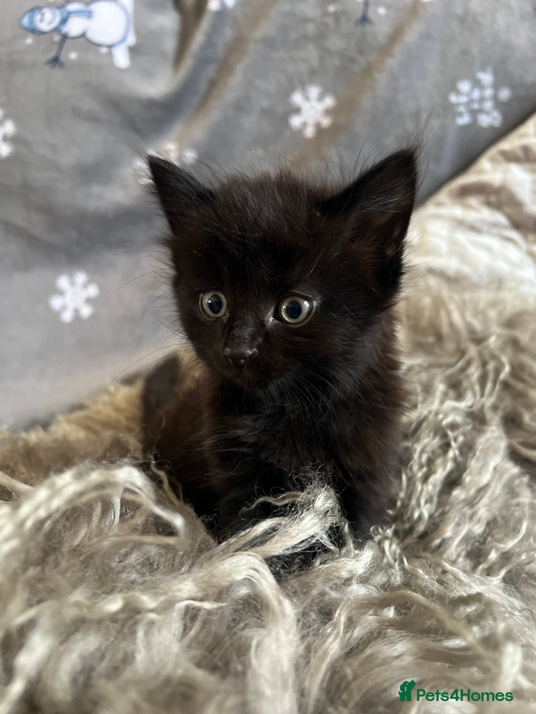 Mixed Breed cats for sale: Kittens  - Image 6