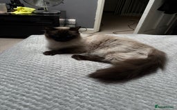 Ragdoll cats for sale: Female Seal Point Ragdoll Cat - Image 3