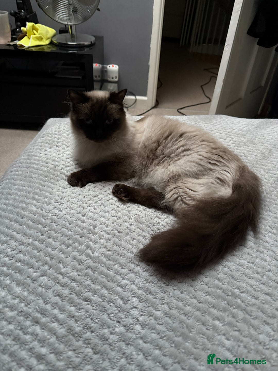 Ragdoll cats for sale: Female Seal Point Ragdoll Cat - Image 3